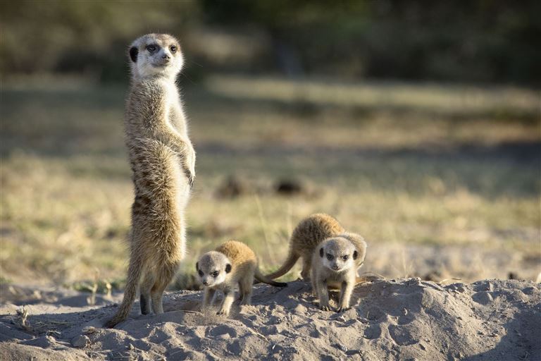 Von Windhoek zu den Victoria-Fällen ©2630ben/istock